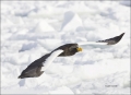Stellers-Sea-Eagle;Sea-Eagle;Eagle;Flight;Stellers-Sea-Eagle;Haliaeetus-pelagicu